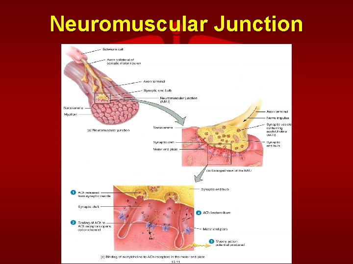 Neuromuscular Junction 