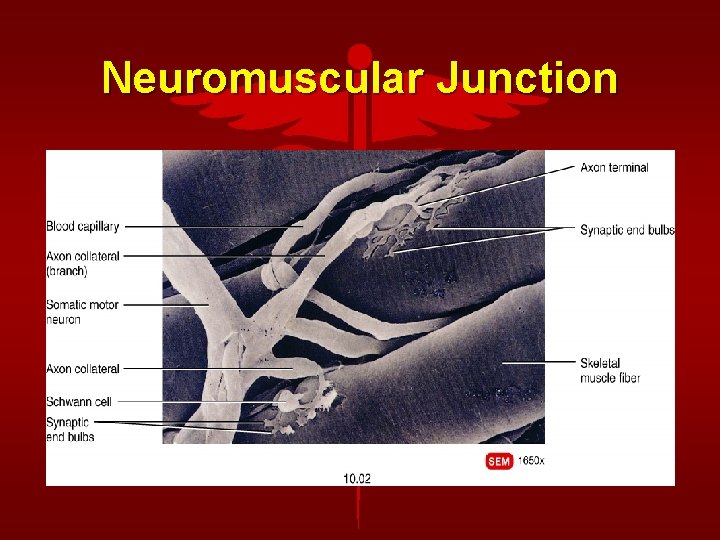 Neuromuscular Junction 