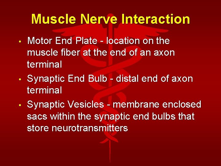 Muscle Nerve Interaction • • • Motor End Plate - location on the muscle
