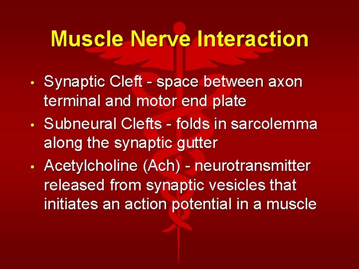 Muscle Nerve Interaction • • • Synaptic Cleft - space between axon terminal and