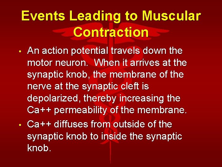 Events Leading to Muscular Contraction • • An action potential travels down the motor