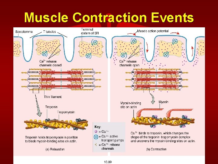 Muscle Contraction Events 