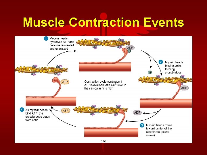 Muscle Contraction Events 