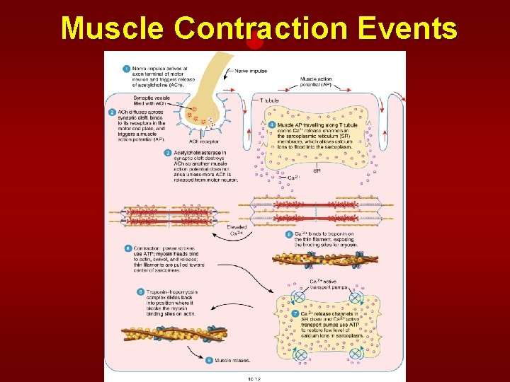 Muscle Contraction Events 