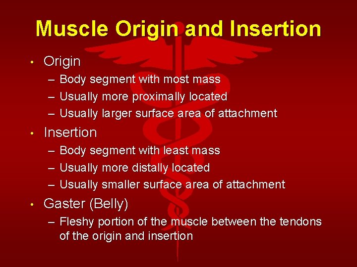 Muscle Origin and Insertion • Origin – Body segment with most mass – Usually