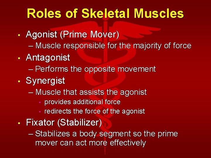 Roles of Skeletal Muscles • Agonist (Prime Mover) – Muscle responsible for the majority