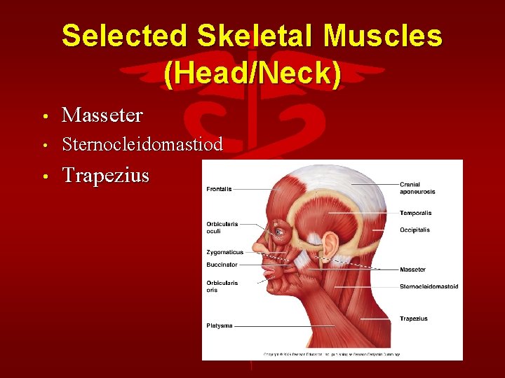 Selected Skeletal Muscles (Head/Neck) • Masseter • Sternocleidomastiod • Trapezius 