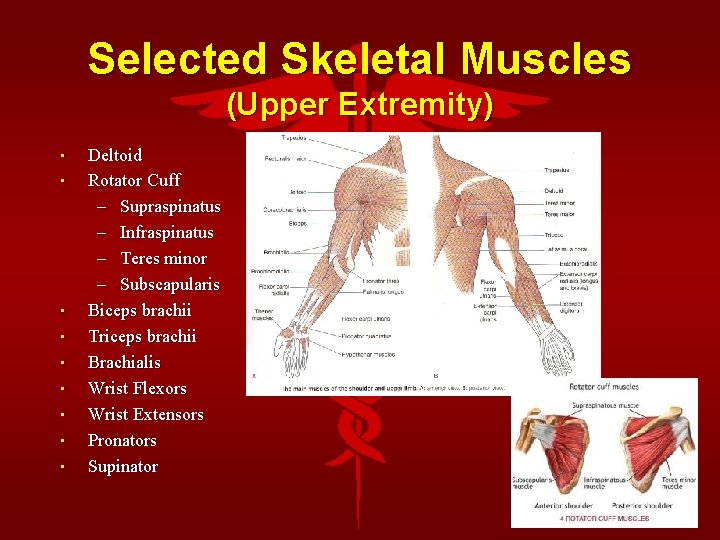 Selected Skeletal Muscles (Upper Extremity) • • • Deltoid Rotator Cuff – Supraspinatus –