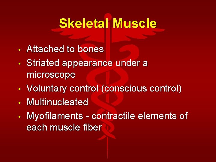 Skeletal Muscle • • • Attached to bones Striated appearance under a microscope Voluntary