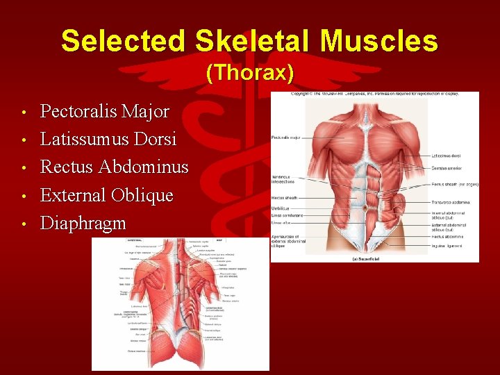 Selected Skeletal Muscles (Thorax) • • • Pectoralis Major Latissumus Dorsi Rectus Abdominus External