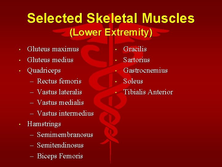 Selected Skeletal Muscles (Lower Extremity) • • Gluteus maximus Gluteus medius Quadriceps – Rectus