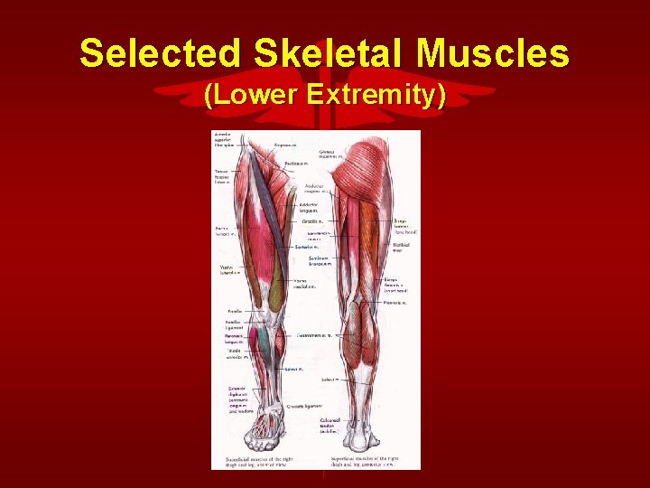 Selected Skeletal Muscles (Lower Extremity) 
