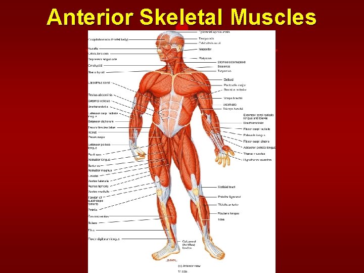 Anterior Skeletal Muscles 