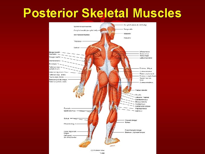 Posterior Skeletal Muscles 