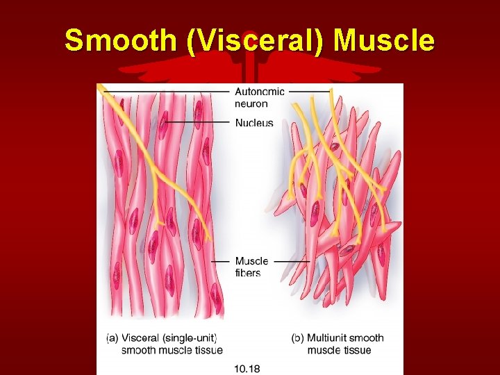 Smooth (Visceral) Muscle 