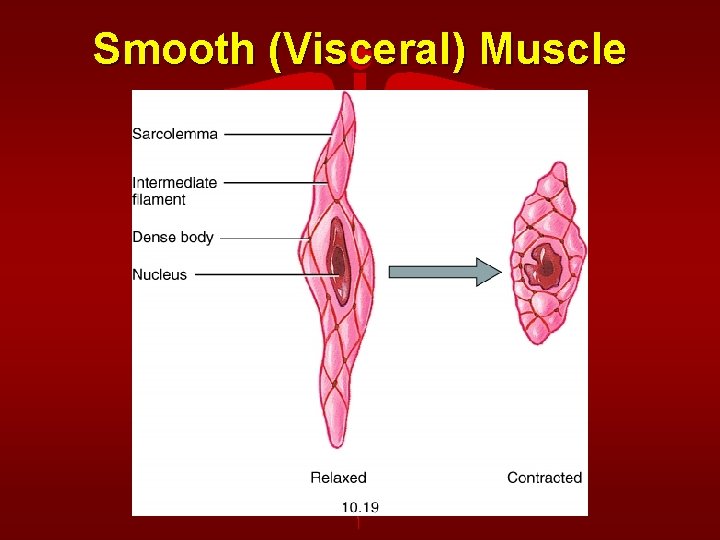 Smooth (Visceral) Muscle 