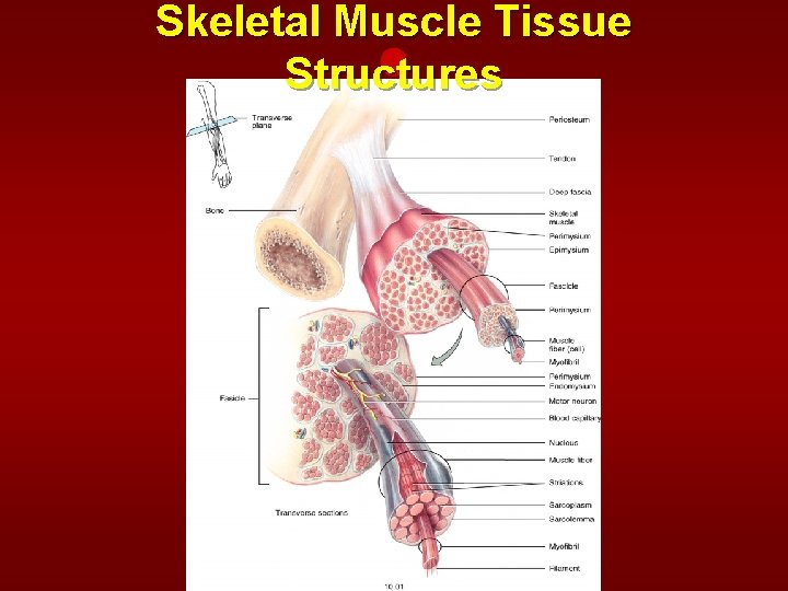 Skeletal Muscle Tissue Structures 