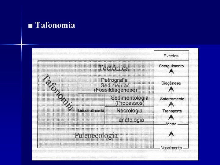 ■ Tafonomia 