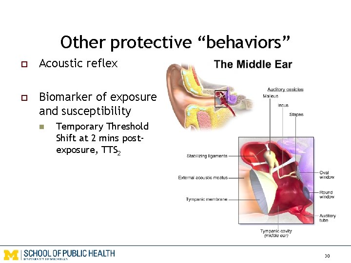 Other protective “behaviors” o Acoustic reflex o Biomarker of exposure and susceptibility n Temporary