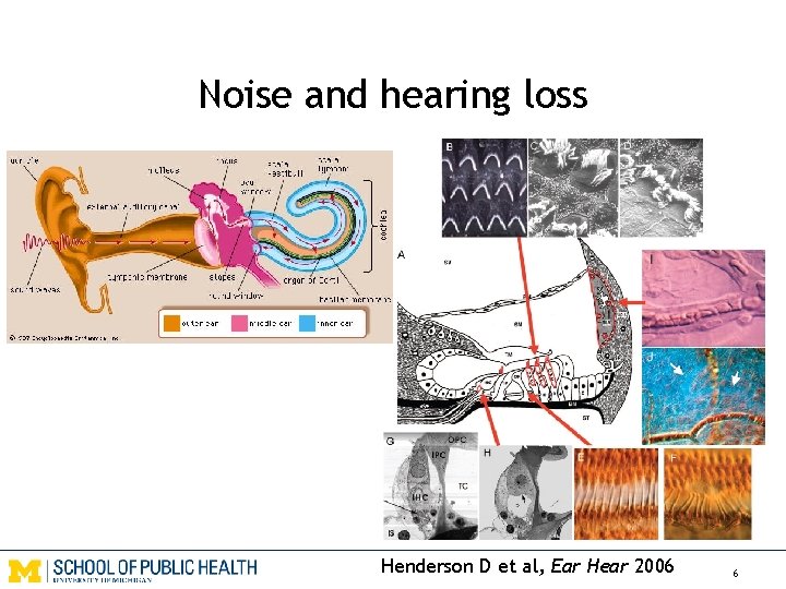 Noise and hearing loss Henderson D et al, Ear Hear 2006 6 