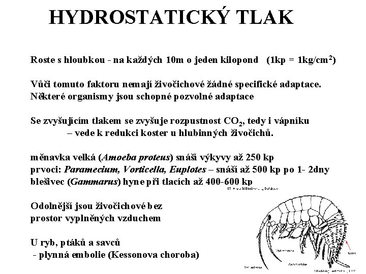 HYDROSTATICKÝ TLAK Roste s hloubkou - na každých 10 m o jeden kilopond (1