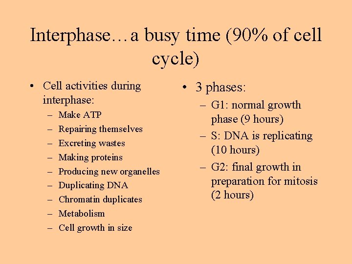 Interphase…a busy time (90% of cell cycle) • Cell activities during interphase: – –