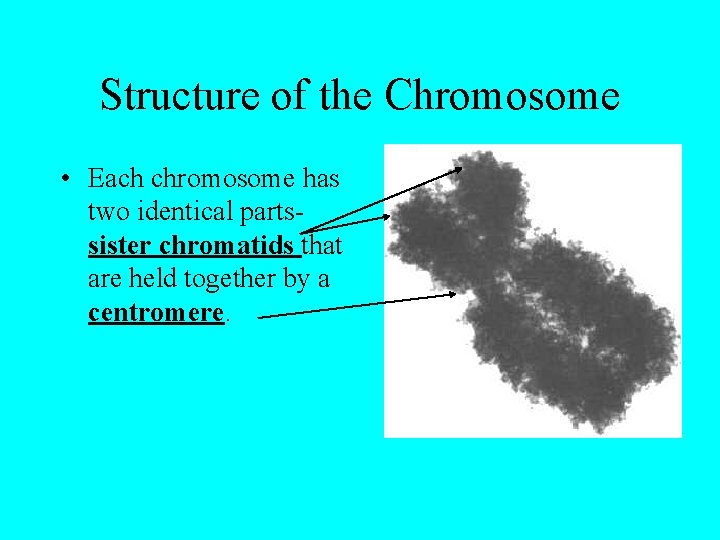 Structure of the Chromosome • Each chromosome has two identical partssister chromatids that are