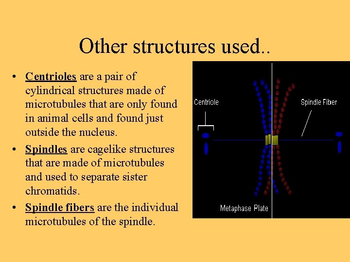 Other structures used. . • Centrioles are a pair of cylindrical structures made of