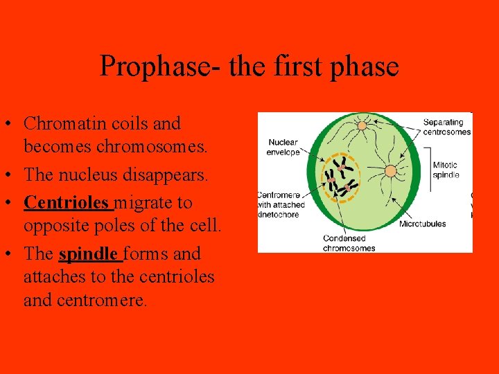 Prophase- the first phase • Chromatin coils and becomes chromosomes. • The nucleus disappears.