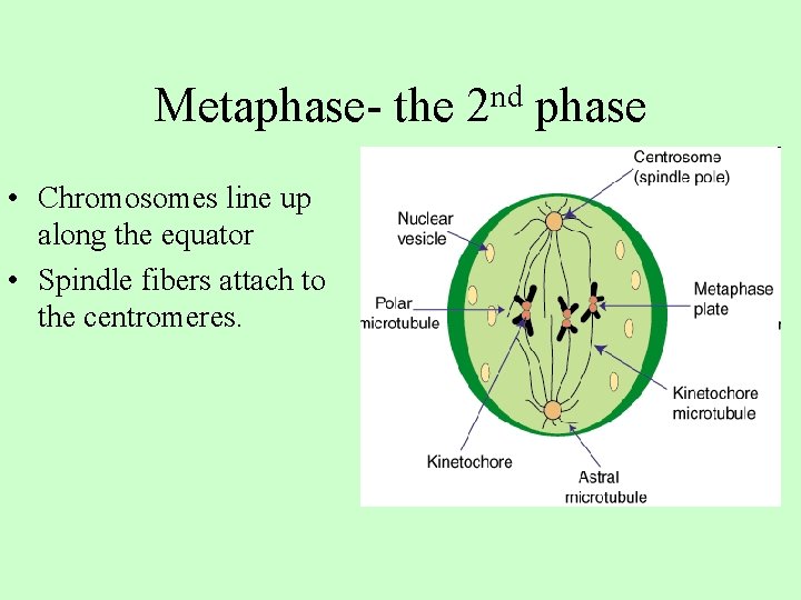 Metaphase- the • Chromosomes line up along the equator • Spindle fibers attach to