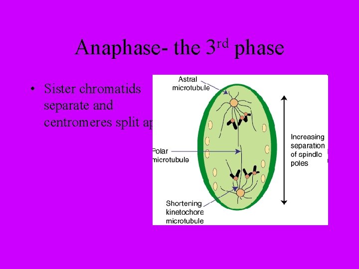 Anaphase- the • Sister chromatids separate and centromeres split apart. rd 3 phase 