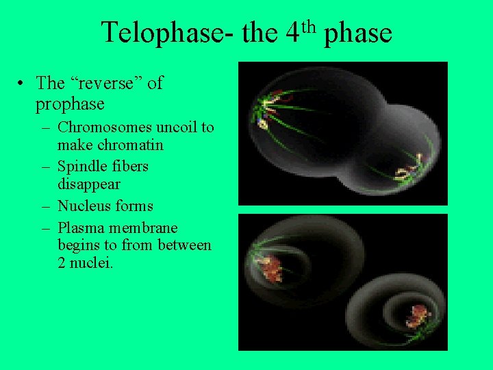 Telophase- the • The “reverse” of prophase – Chromosomes uncoil to make chromatin –