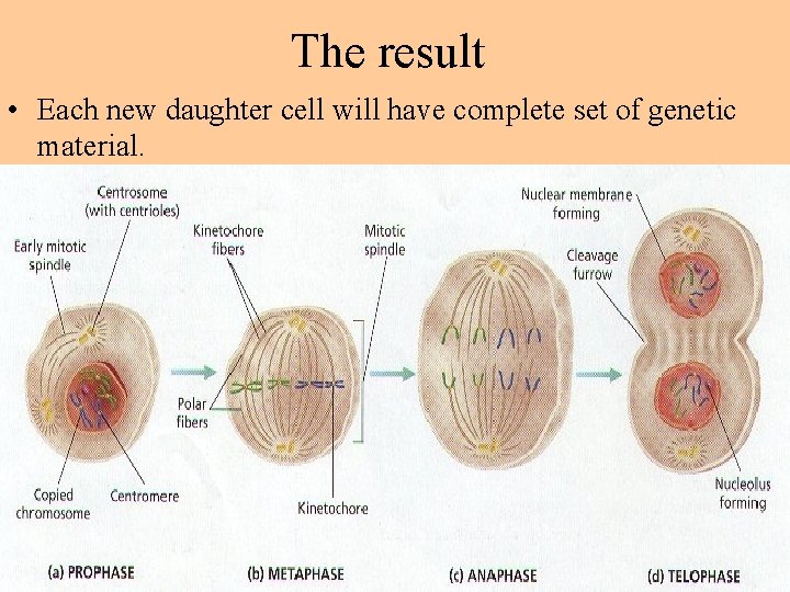 The result • Each new daughter cell will have complete set of genetic material.