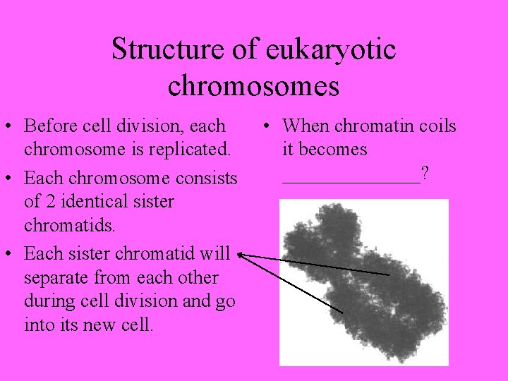 Structure of eukaryotic chromosomes • Before cell division, each chromosome is replicated. • Each