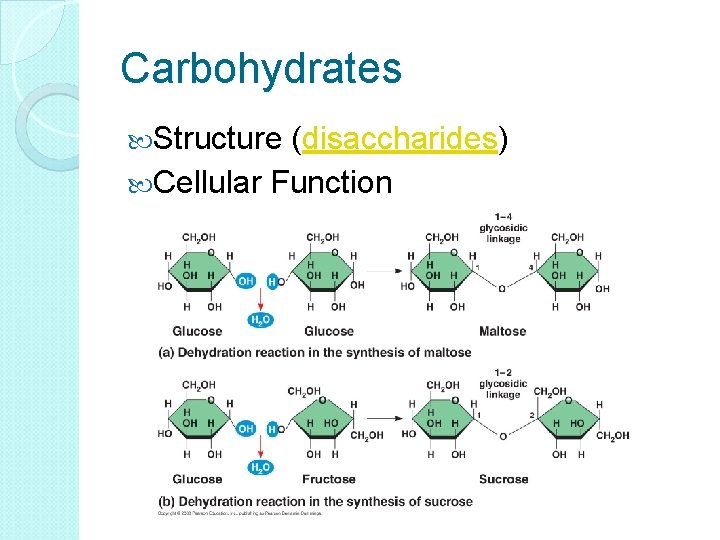 Carbohydrates Structure (disaccharides) Cellular Function 