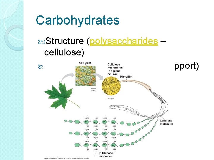 Carbohydrates Structure (polysaccharides – cellulose) Cellular Function (structural support) 