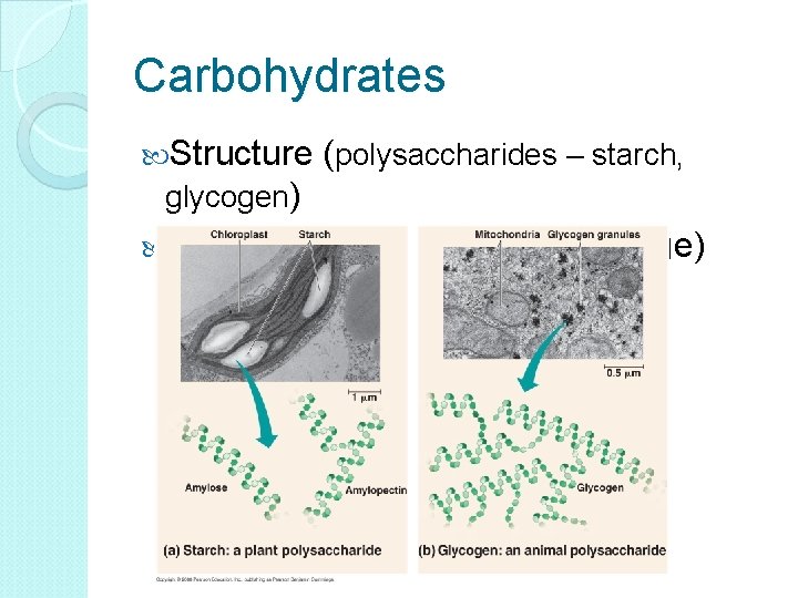 Carbohydrates Structure (polysaccharides – starch, glycogen) Cellular Function (energy storage) 