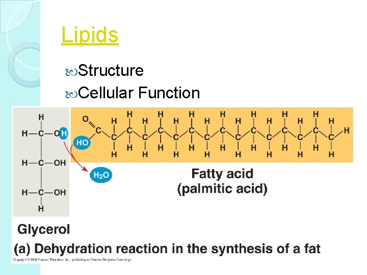 Lipids Structure Cellular Function 