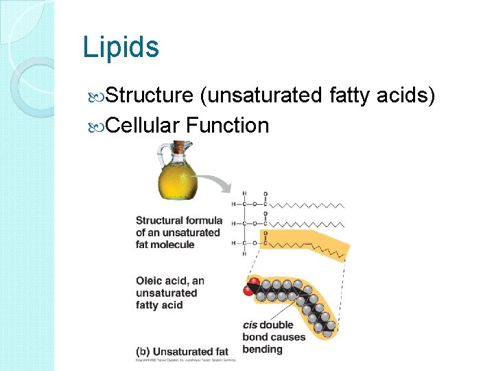 Lipids Structure (unsaturated fatty acids) Cellular Function 