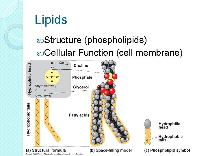 Lipids Structure (phospholipids) Cellular Function (cell membrane) 