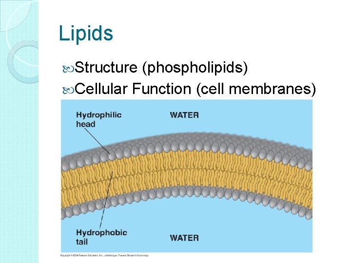 Lipids Structure (phospholipids) Cellular Function (cell membranes) 