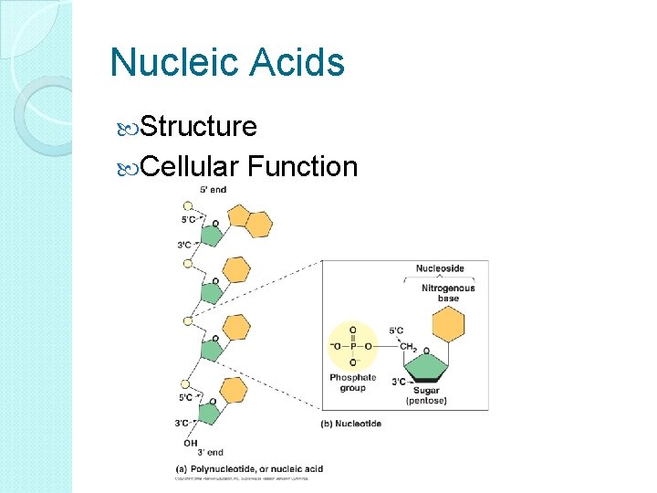 Nucleic Acids Structure Cellular Function 