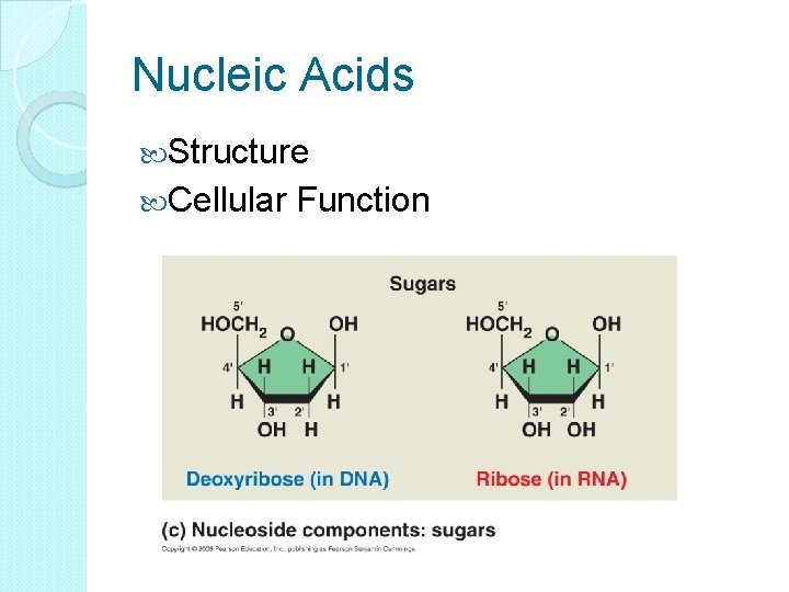 Nucleic Acids Structure Cellular Function 