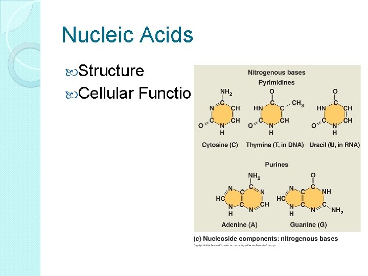 Nucleic Acids Structure Cellular Function 