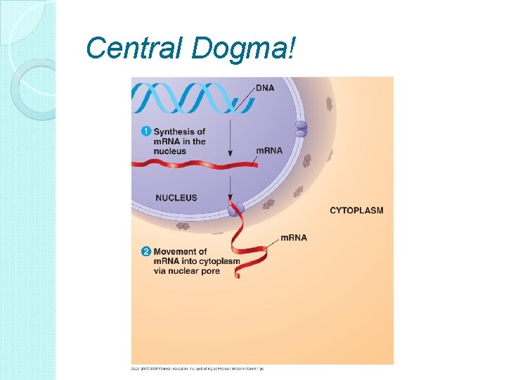 Central Dogma! 