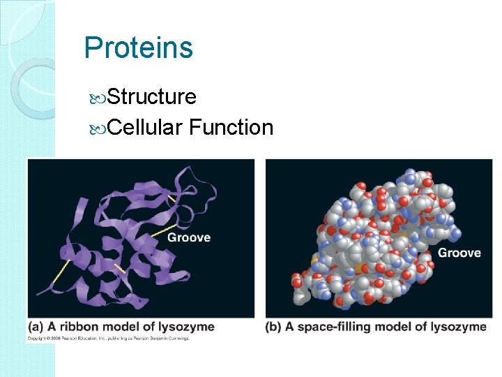 Proteins Structure Cellular Function 