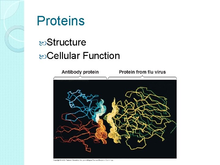 Proteins Structure Cellular Function 