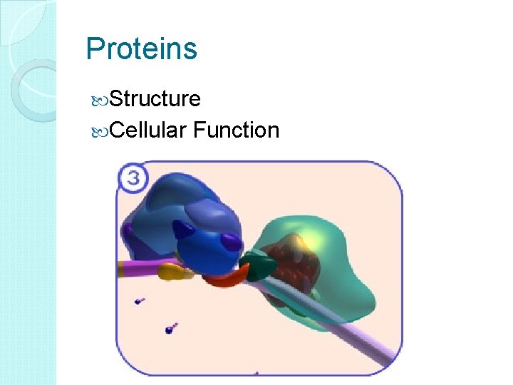 Proteins Structure Cellular Function 