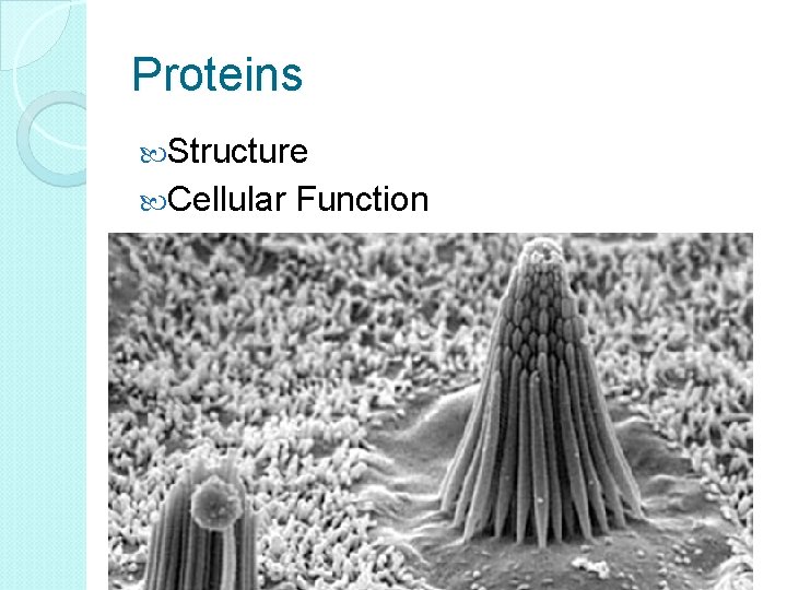 Proteins Structure Cellular Function 