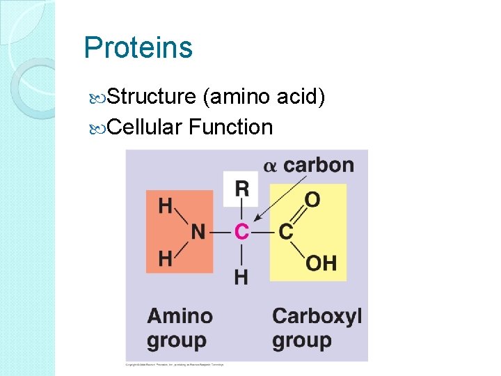 Proteins Structure (amino acid) Cellular Function 